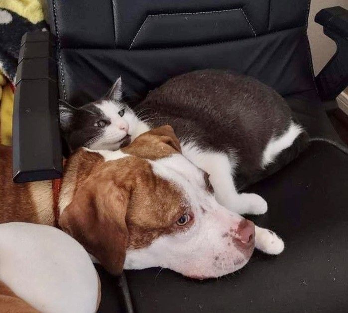 Enlarge Gabriel, a Adopted mixed breed in Hempstead, TX image 2/4