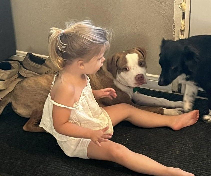 Enlarge Gabriel, a Adopted mixed breed in Hempstead, TX image 3/4