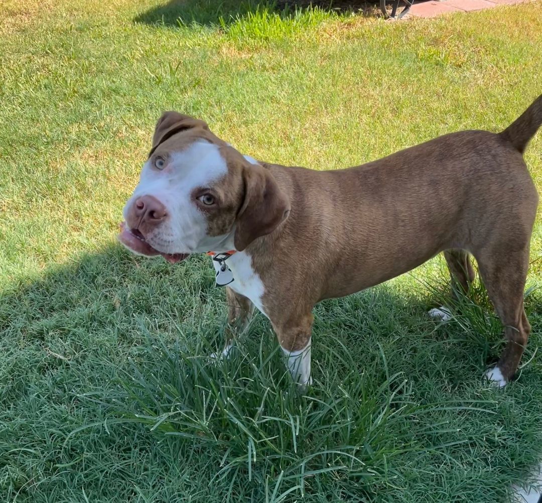 Enlarge Gabriel, a Adopted mixed breed in Hempstead, TX image 4/4