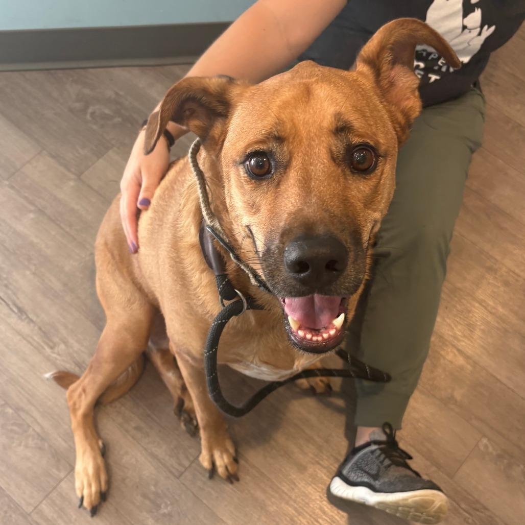 Enlarge Cookie, a Adoptable mixed breed in Chesapeake, VA image 1/3