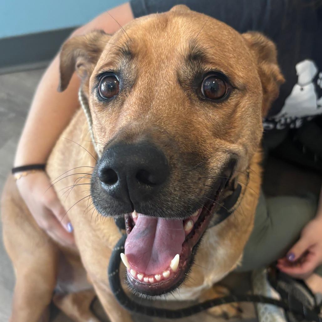 Enlarge Cookie, a Adoptable mixed breed in Chesapeake, VA image 2/3