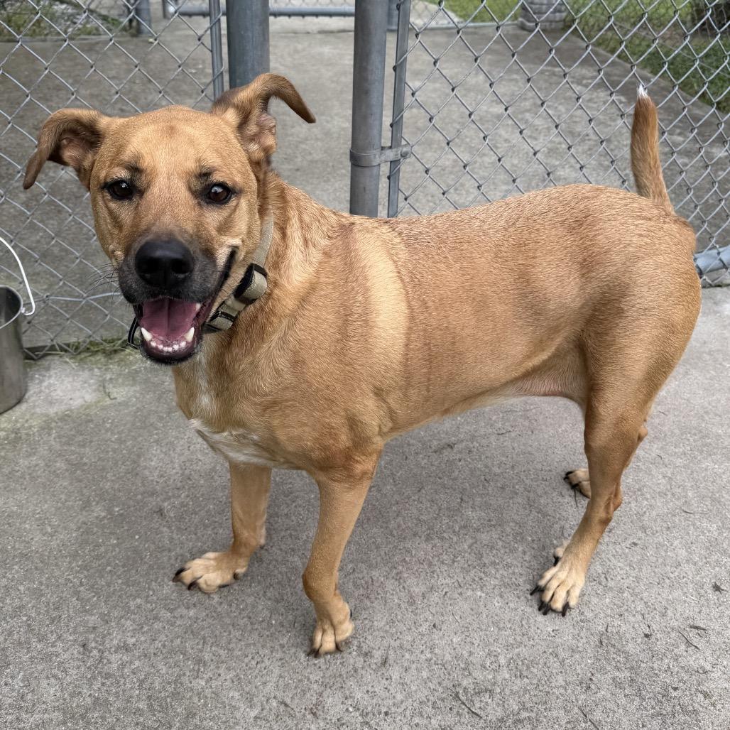 Enlarge Cookie, a Adoptable mixed breed in Chesapeake, VA image 3/3