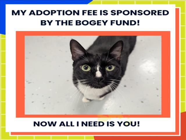 JACK, Adoptable, Adult Male Domestic Short Hair.