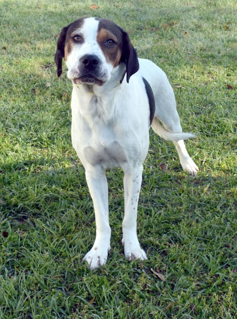 Enlarge Cammi, a Adoptable mixed breed in Kingsland, GA image 1/4