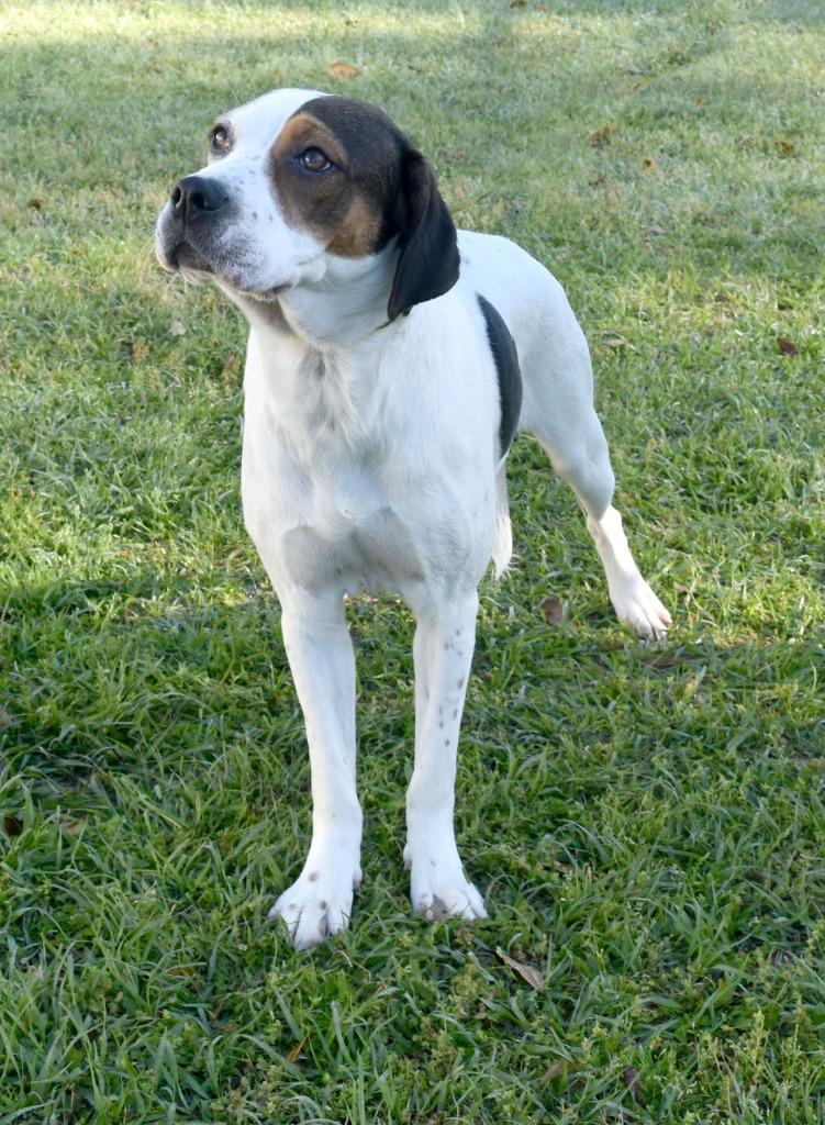 Enlarge Cammi, a Adoptable mixed breed in Kingsland, GA image 2/4