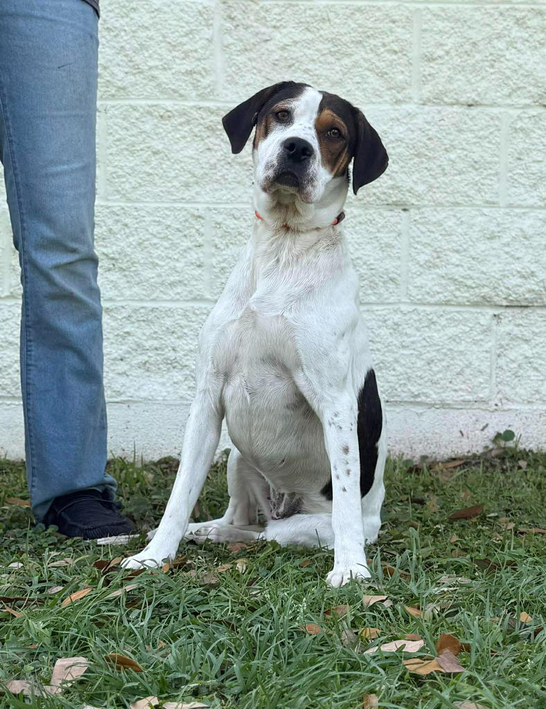 Enlarge Cammi, a Adoptable mixed breed in Kingsland, GA image 3/4