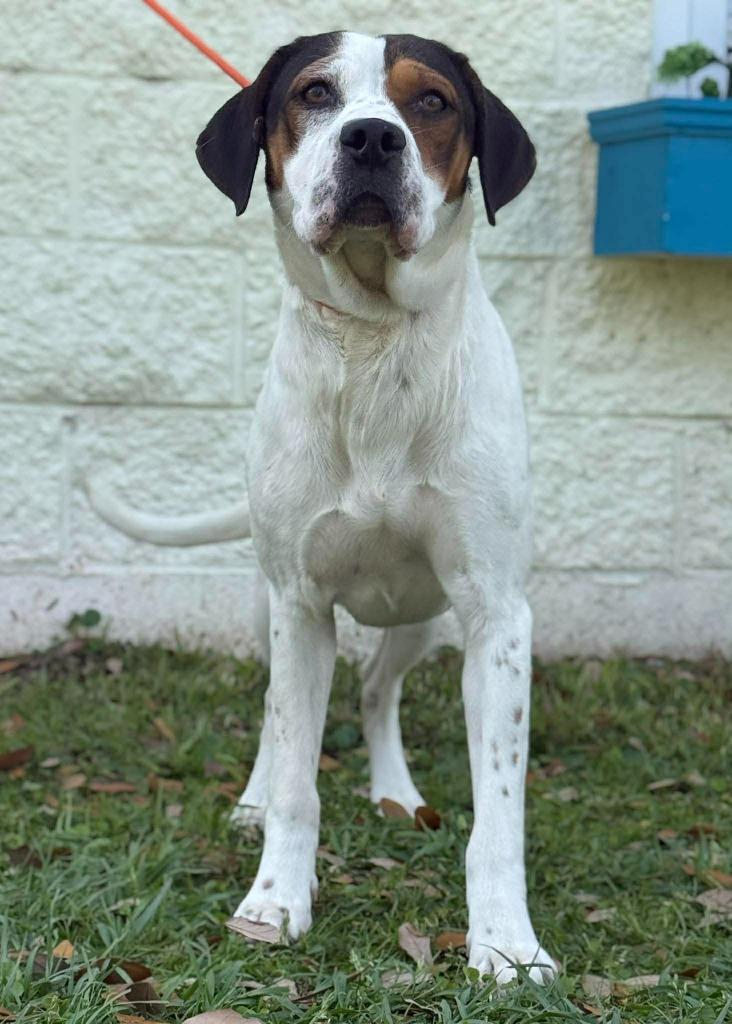 Enlarge Cammi, a Adoptable mixed breed in Kingsland, GA image 4/4