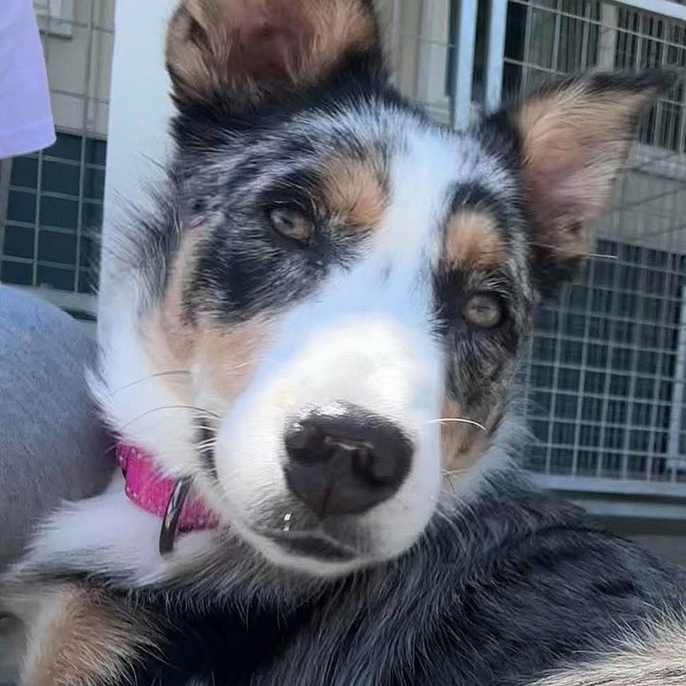 Honey, adopted, Young Female Australian Shepherd & Australian Cattle Dog / Blue Heeler.