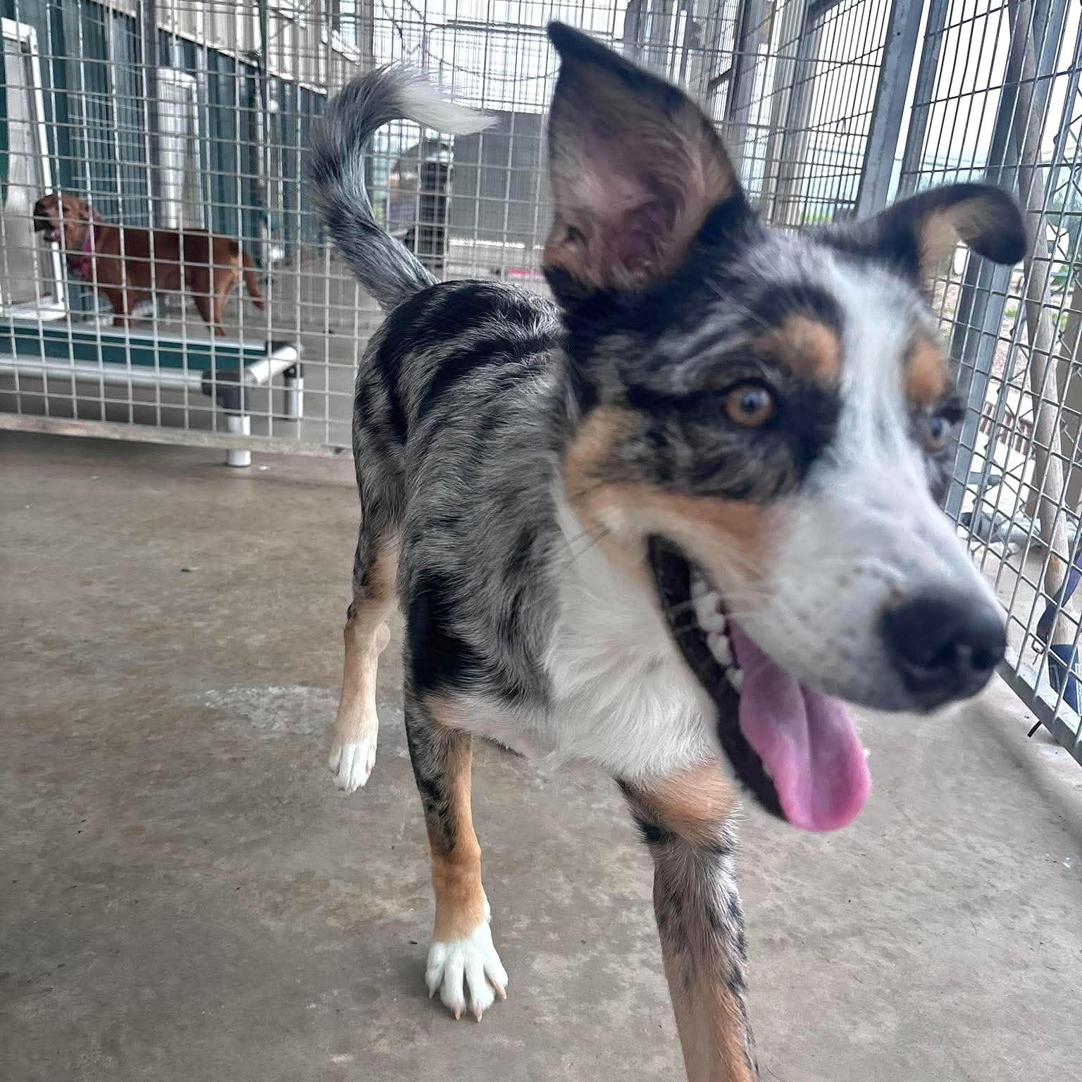 Honey, an adopted mixed breed in Tioga, PA image 6/6