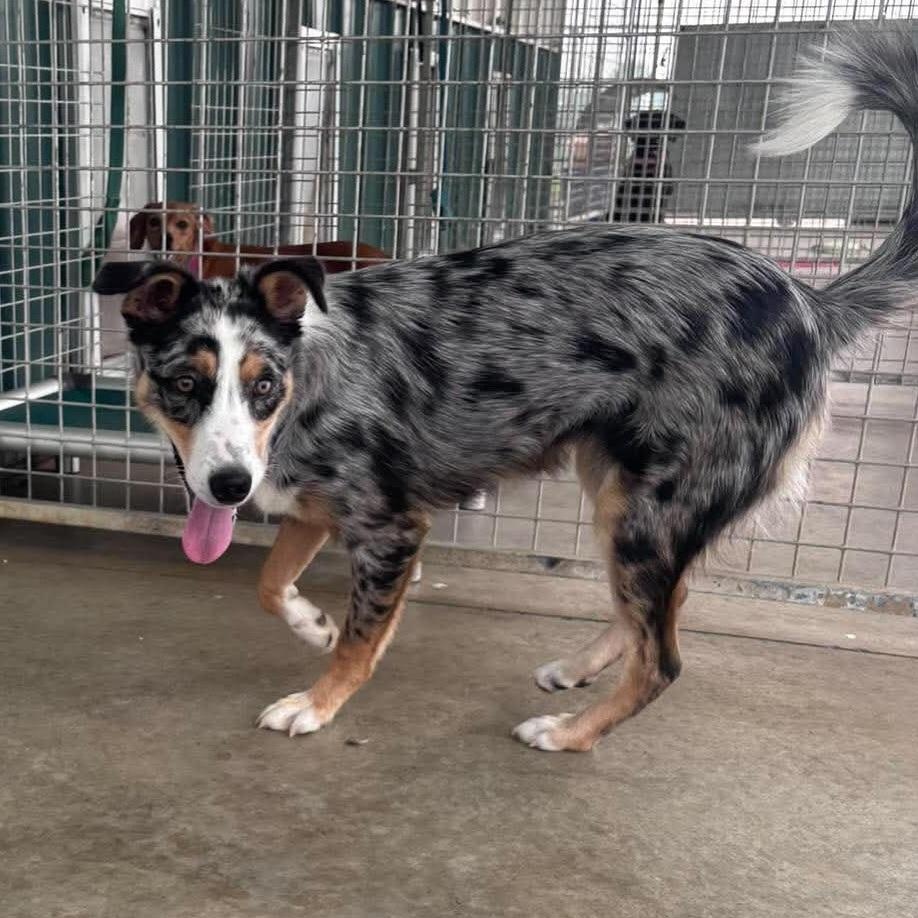 Honey, an adopted mixed breed in Tioga, PA image 5/6