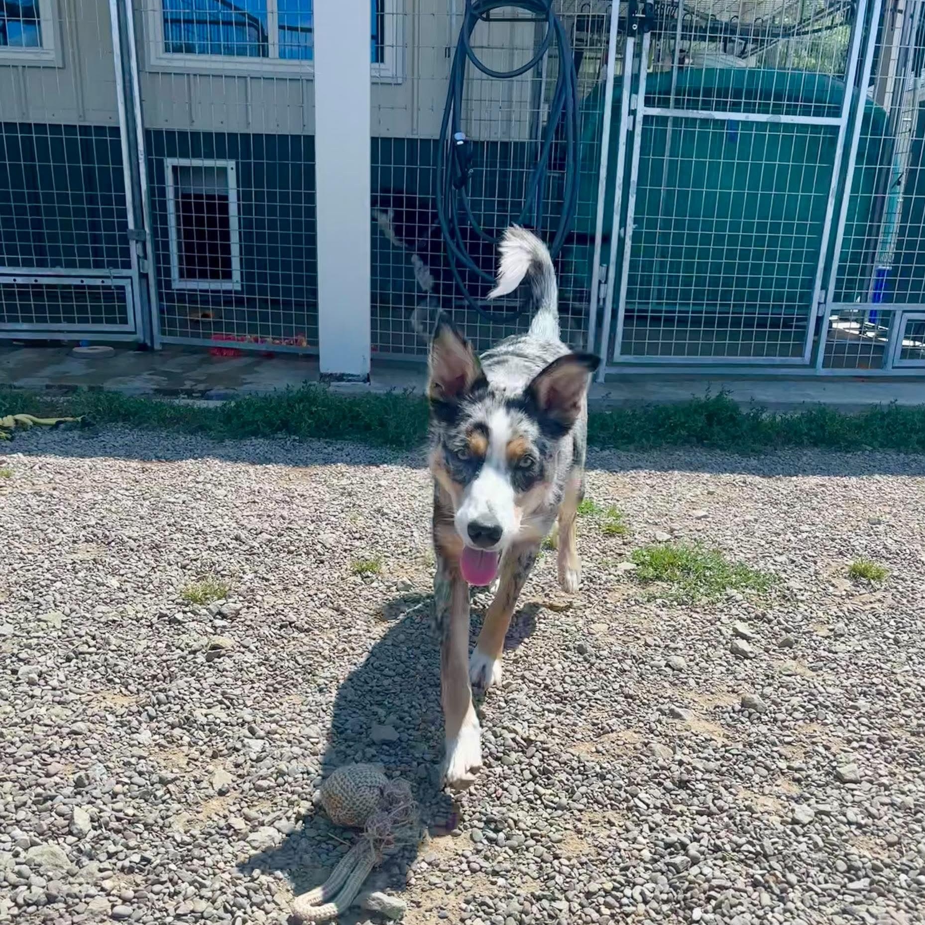 Honey, an adopted mixed breed in Tioga, PA image 4/6