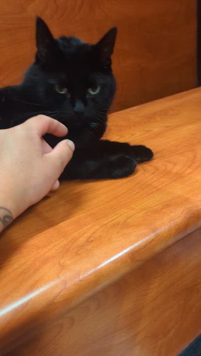 Enlarge BAILEY, a Adoptable Domestic Short Hair in Tillsonburg, ON video 6/6