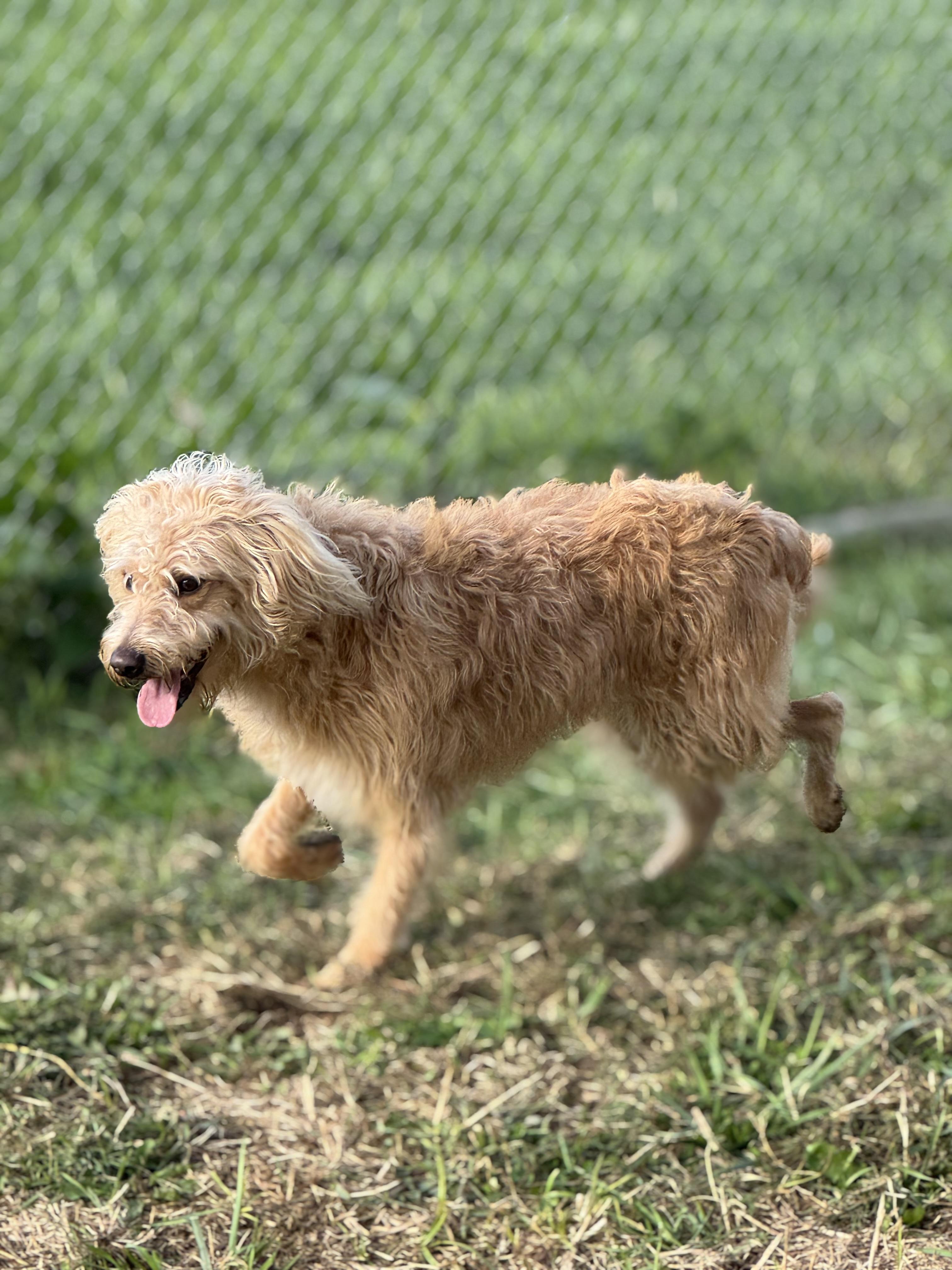 Beth, a Adoptable mixed breed in Logan, OH image 1/4