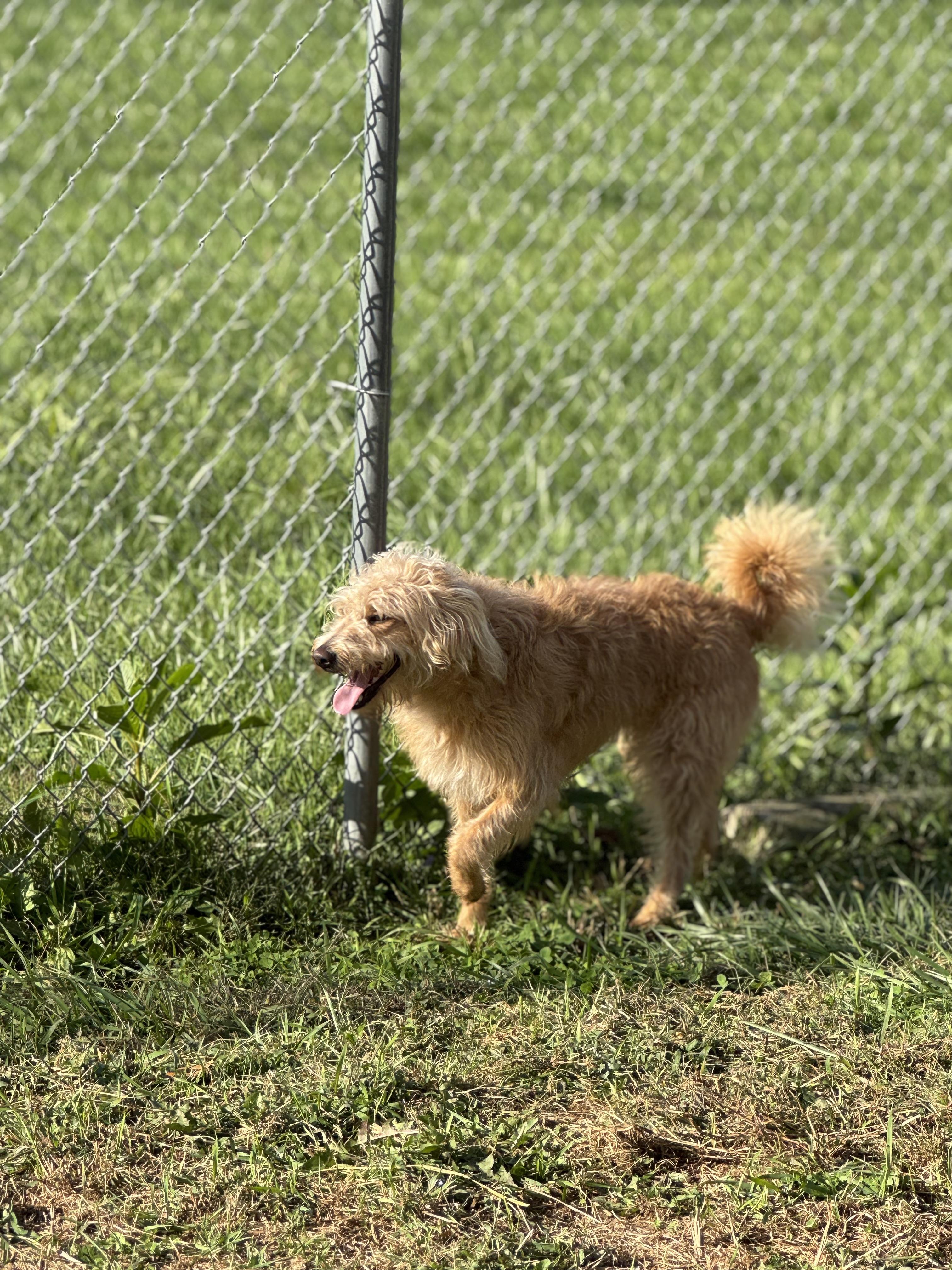 Beth, a Adoptable mixed breed in Logan, OH image 2/4