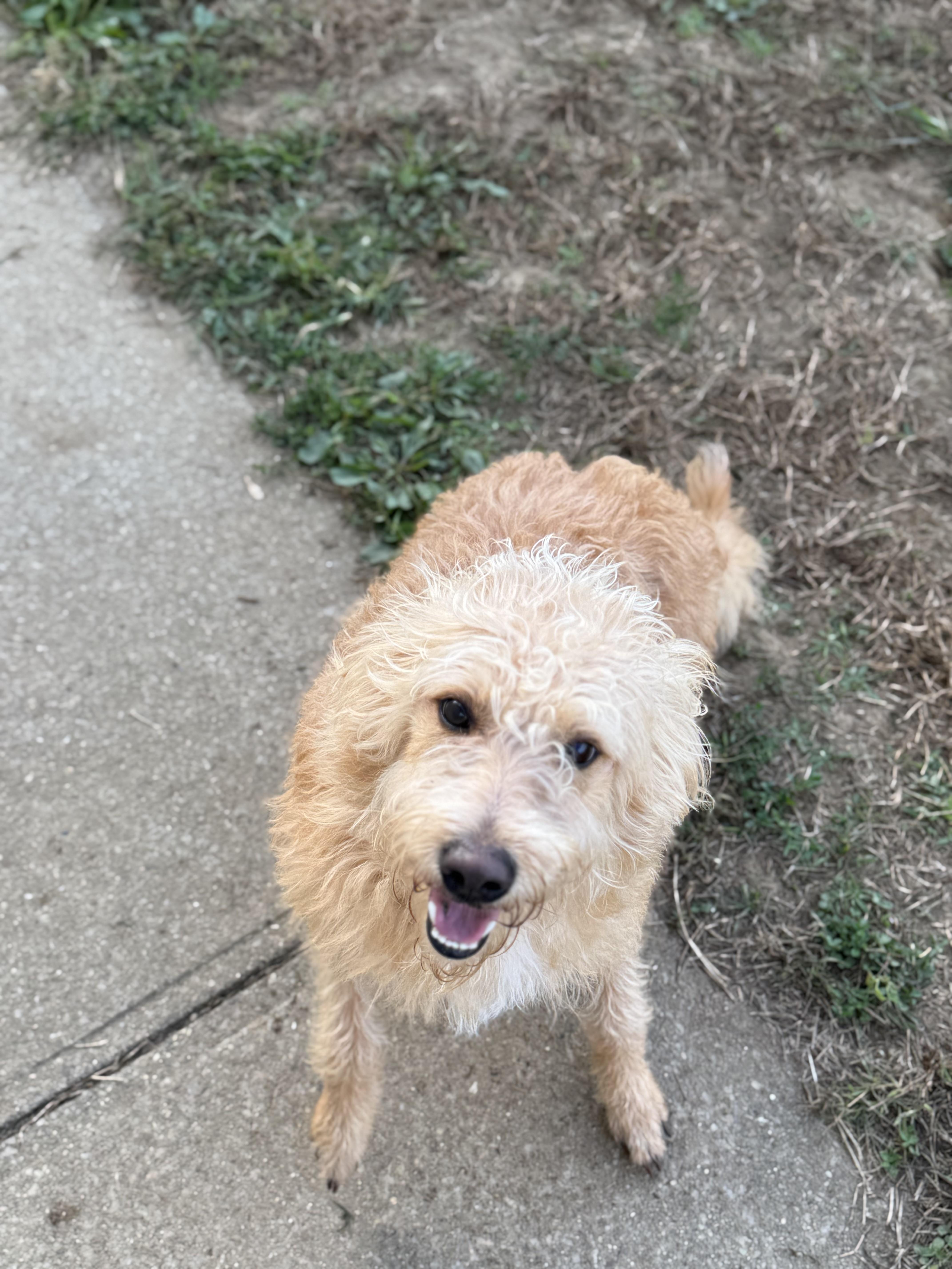 Beth, a Adoptable mixed breed in Logan, OH image 3/4