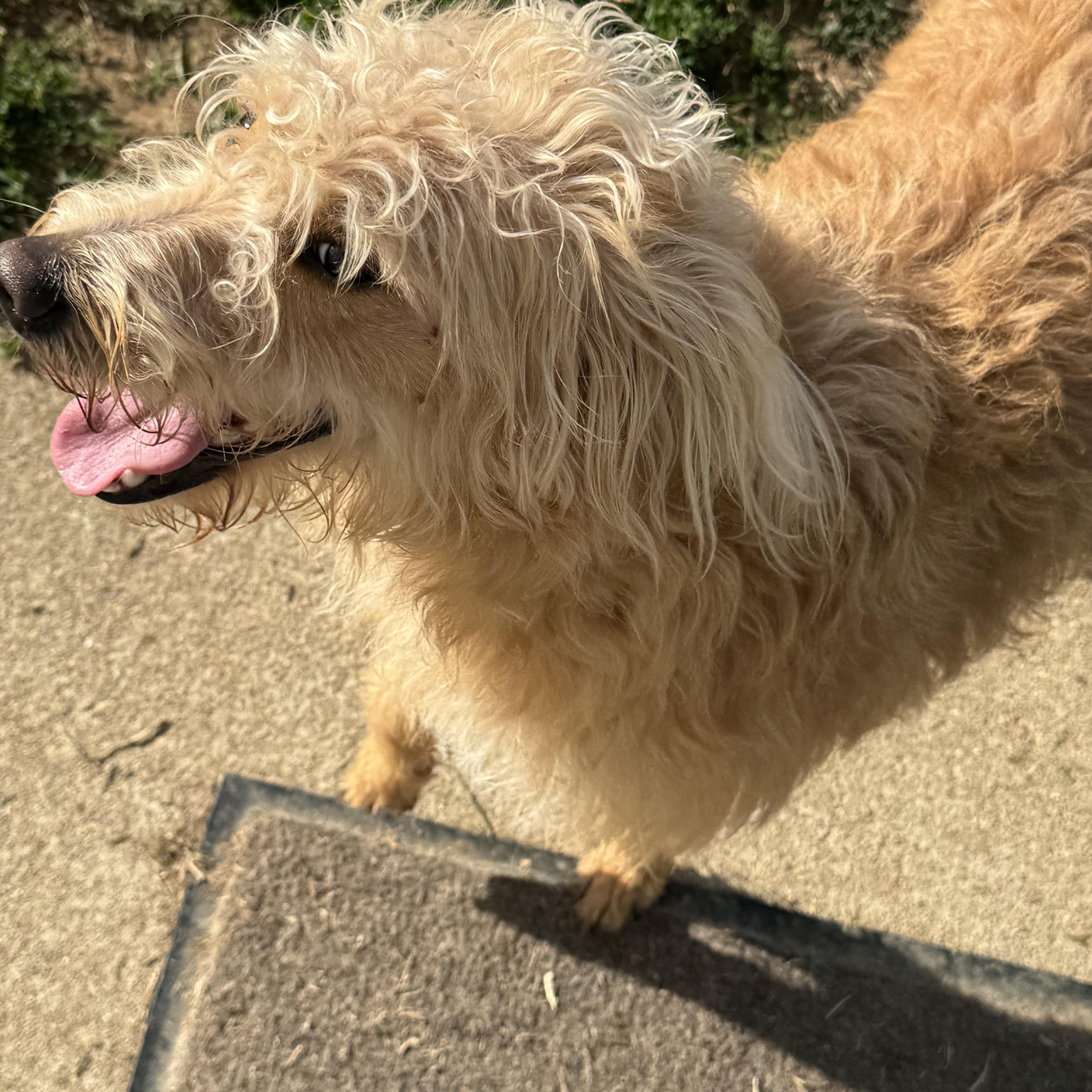 Beth, a Adoptable mixed breed in Logan, OH image 4/4