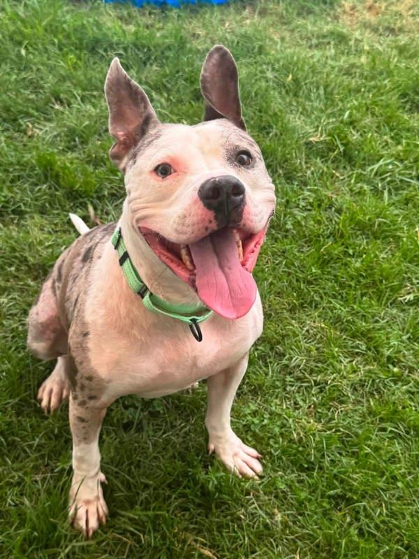 Ozzie, Adoptable, Adult Male Pit Bull Terrier & Catahoula Leopard Dog.