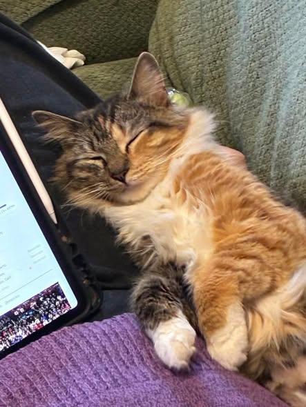 Enlarge Juliet, an adopted Domestic Long Hair in Reading, PA image 2/2