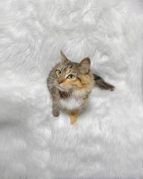 Enlarge Juliet, an adopted Domestic Long Hair in Reading, PA image 1/2