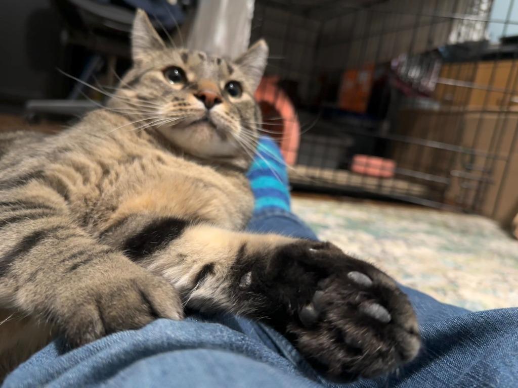 Bruce-Pending Adoption, Adoptable, Adult Male Domestic Short Hair.