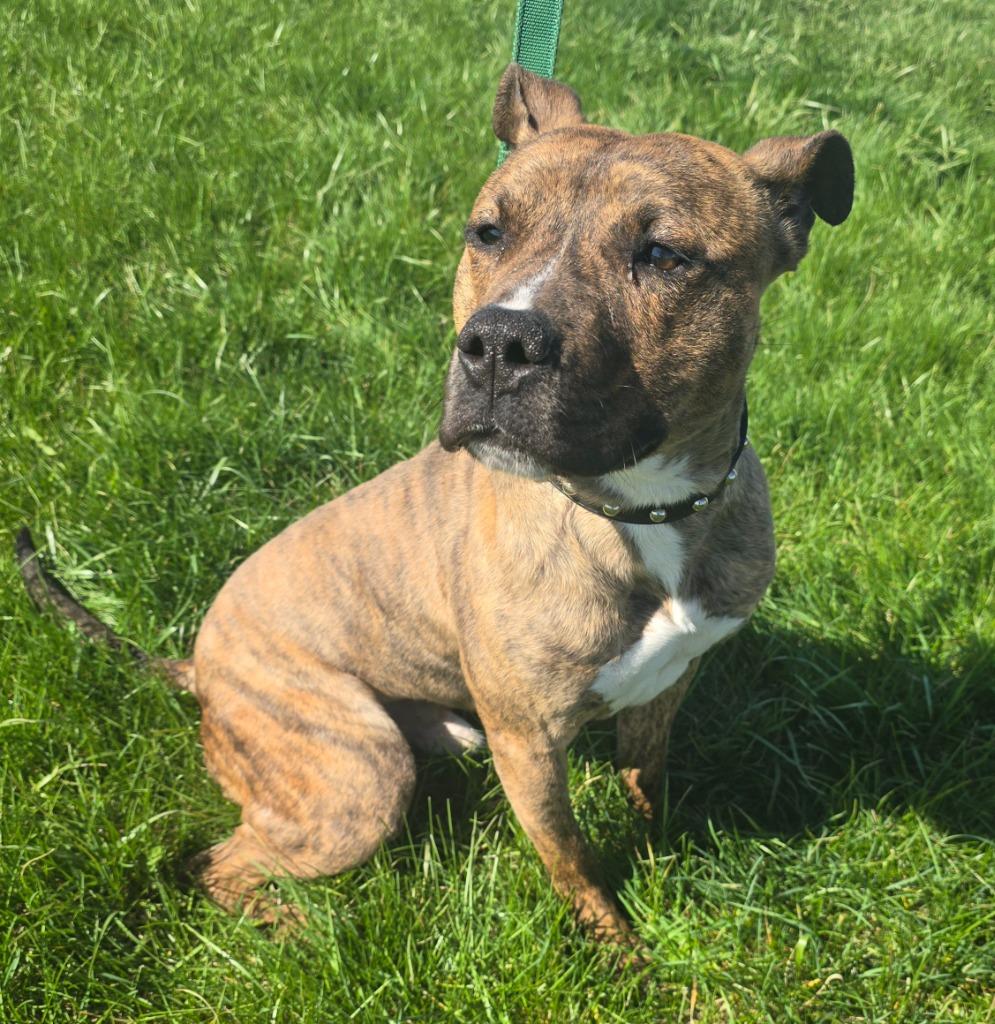 Enlarge Mellow, a Adoptable Terrier in Defiance, OH image 1/6