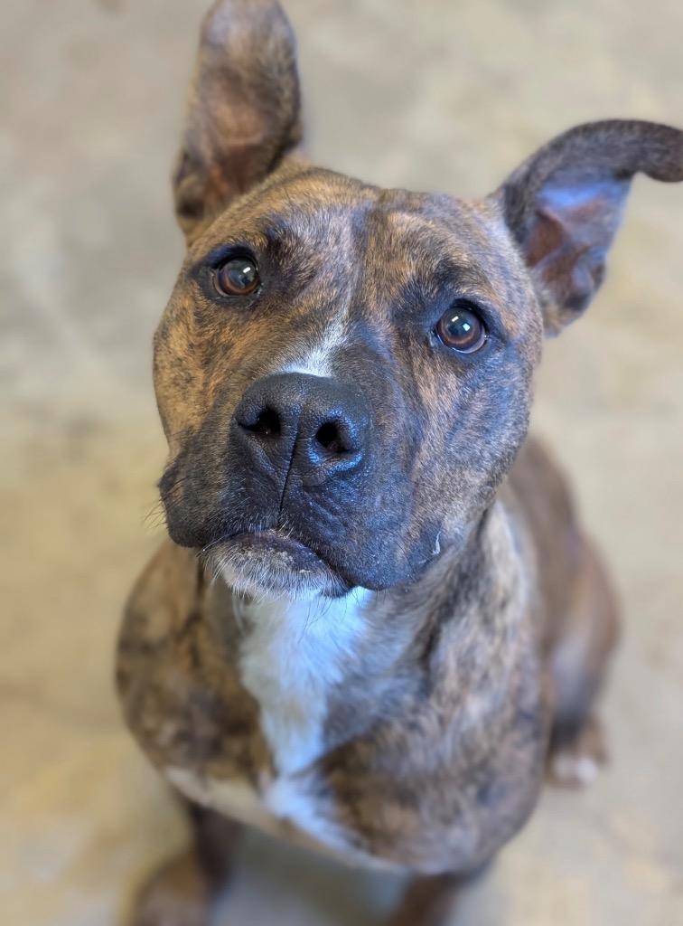 Mellow, a Adoptable Terrier in Defiance, OH image 2/6