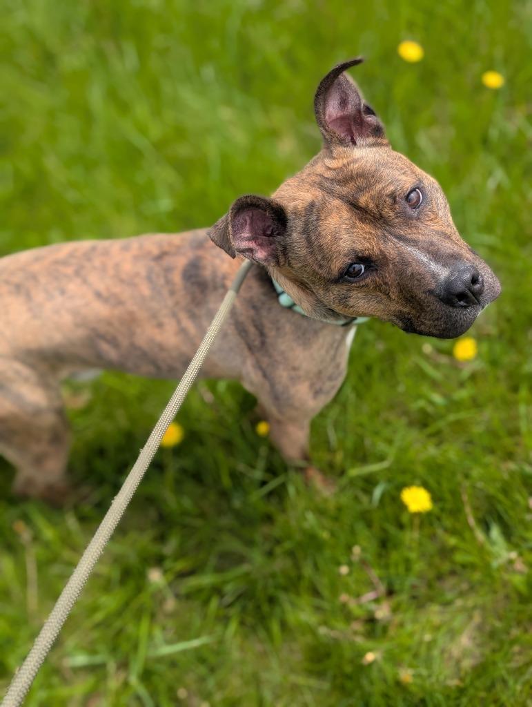 Enlarge Mellow, a Adoptable Terrier in Defiance, OH image 6/6