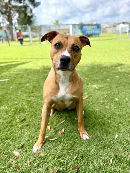 Pancakes - 1, Adoptable, Young Female Pit Bull Terrier & Mixed Breed.