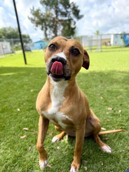Enlarge Pancakes - 1, a Adoptable mixed breed in Daytona Beach, FL image 2/2
