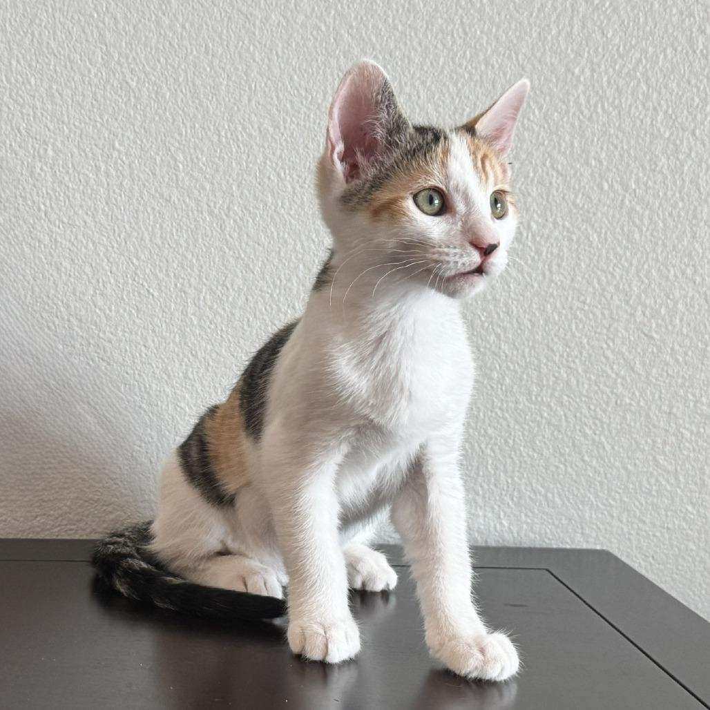 Enlarge Pebbles, a Adoptable Domestic Short Hair in Coachella, CA image 1/4