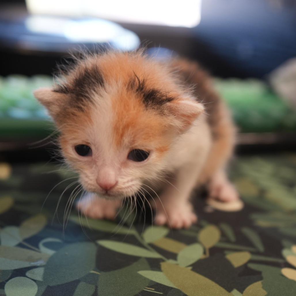 Enlarge Pebbles, a Adoptable Domestic Short Hair in Coachella, CA image 2/4