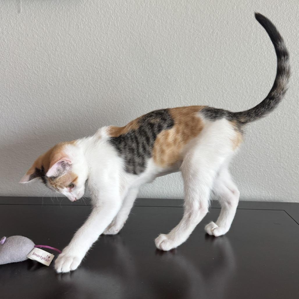 Enlarge Pebbles, a Adoptable Domestic Short Hair in Coachella, CA image 3/4