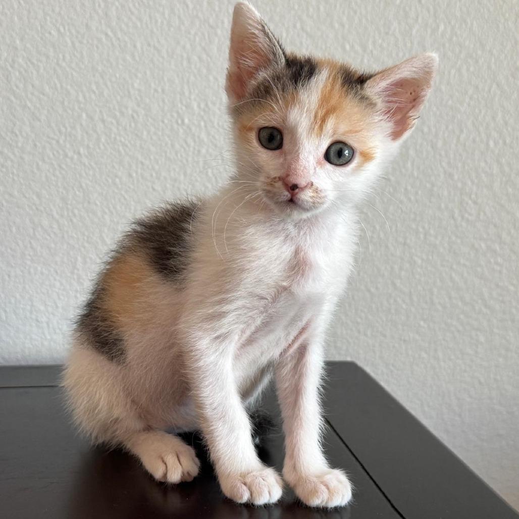 Enlarge Pebbles, a Adoptable Domestic Short Hair in Coachella, CA image 4/4