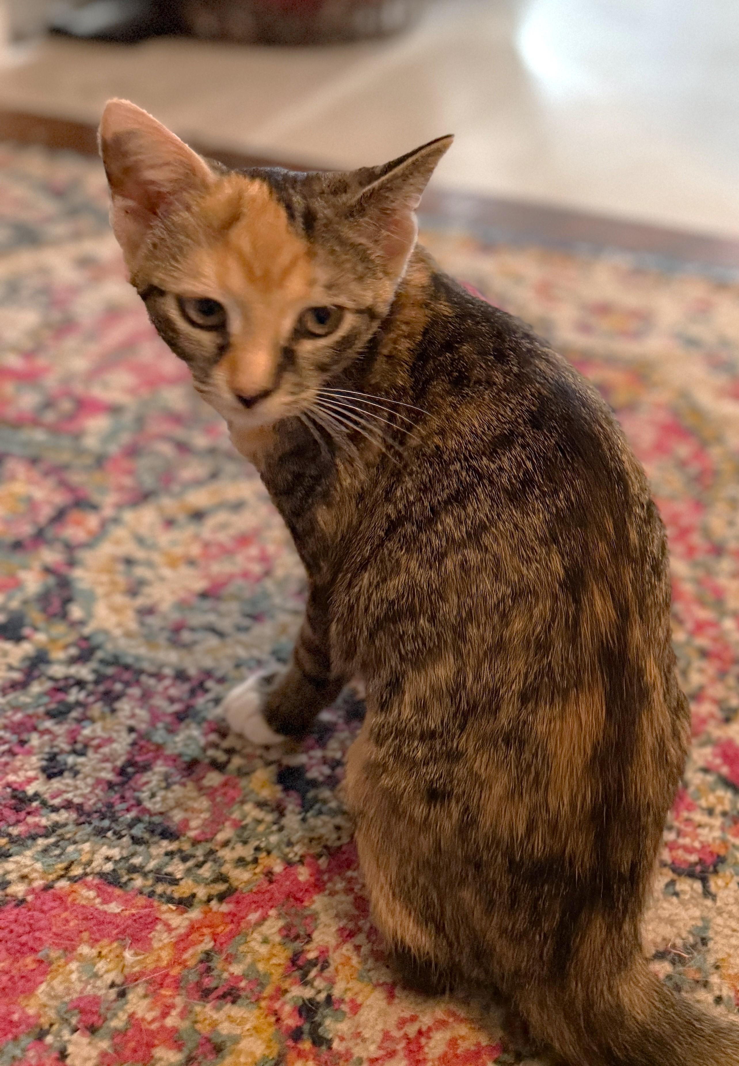 Enlarge Millie, a Adoptable mixed breed in Streamwood, IL image 5/6