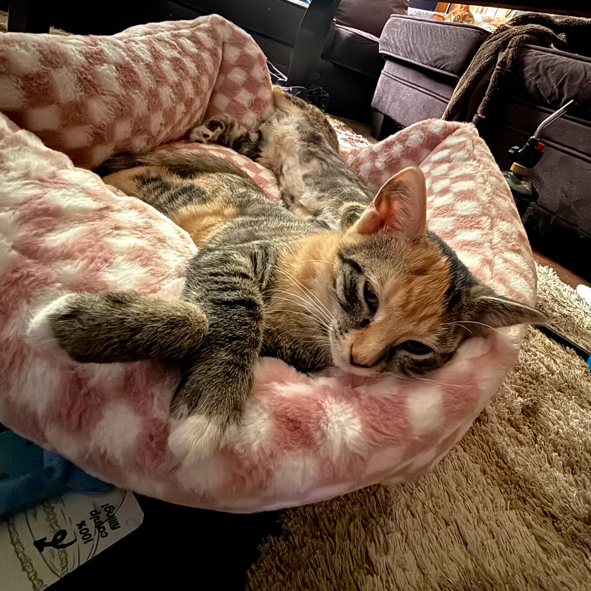 Enlarge Millie, a Adoptable mixed breed in Streamwood, IL image 4/6