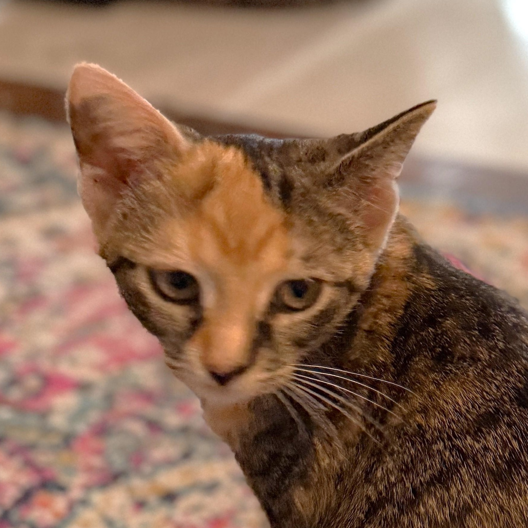 Enlarge Millie, a Adoptable mixed breed in Streamwood, IL image 3/6