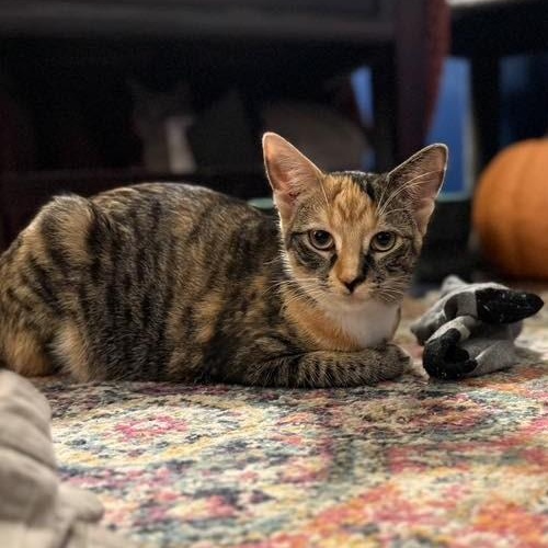 Millie, Adoptable, Kitten Female Torbie & Domestic Short Hair.