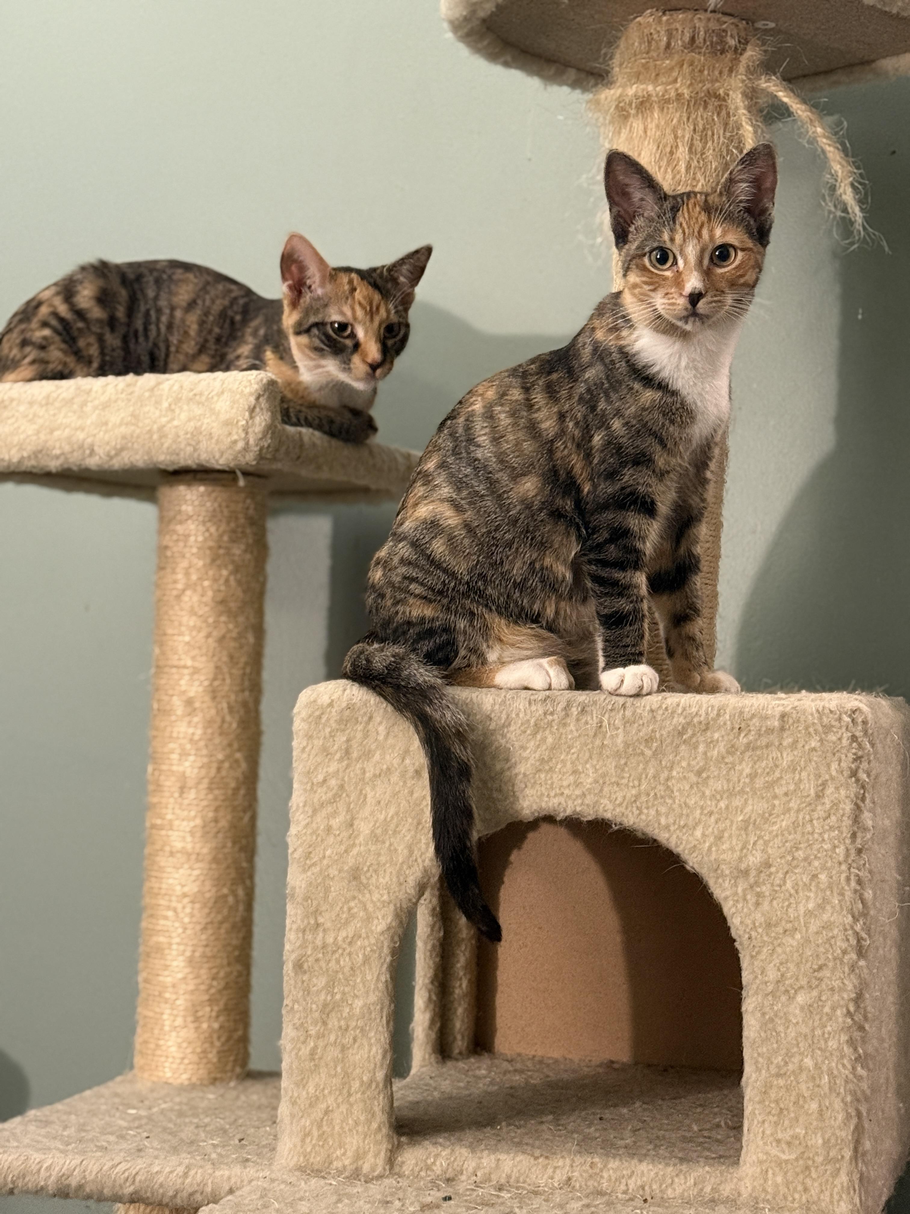 Enlarge Millie, a Adoptable mixed breed in Streamwood, IL image 6/6