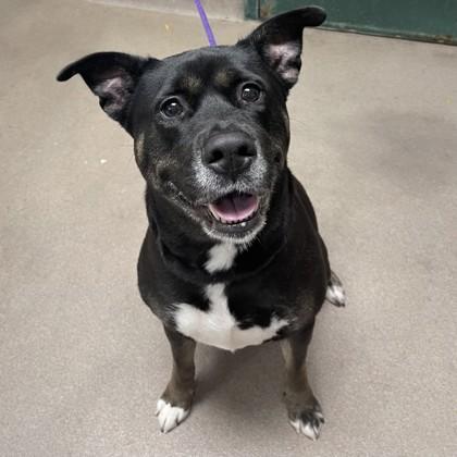 Matana, Adoptable, Adult Female Shepherd & Labrador Retriever.