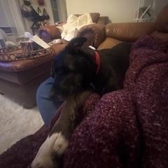 Matana, Adoptable, Adult Female Shepherd & Labrador Retriever.