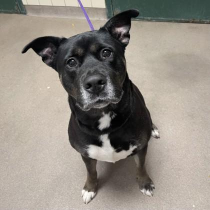 Matana, a Adoptable mixed breed in Madison, WI image 2/3