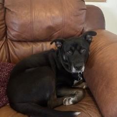 Enlarge Matana, a Adoptable mixed breed in Madison, WI image 2/3