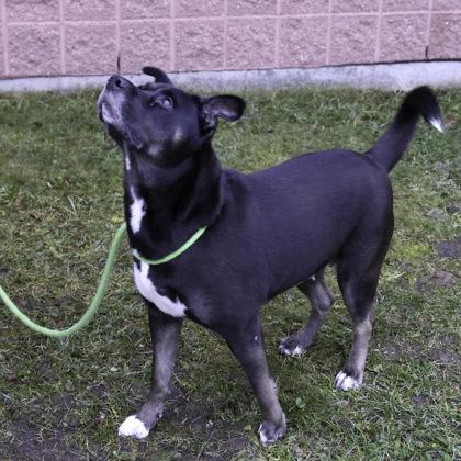 Matana, a Adoptable mixed breed in Madison, WI image 3/3