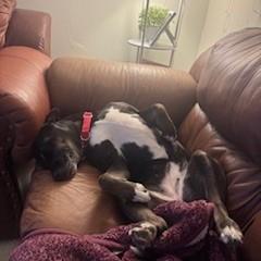 Enlarge Matana, a Adoptable mixed breed in Madison, WI image 3/3