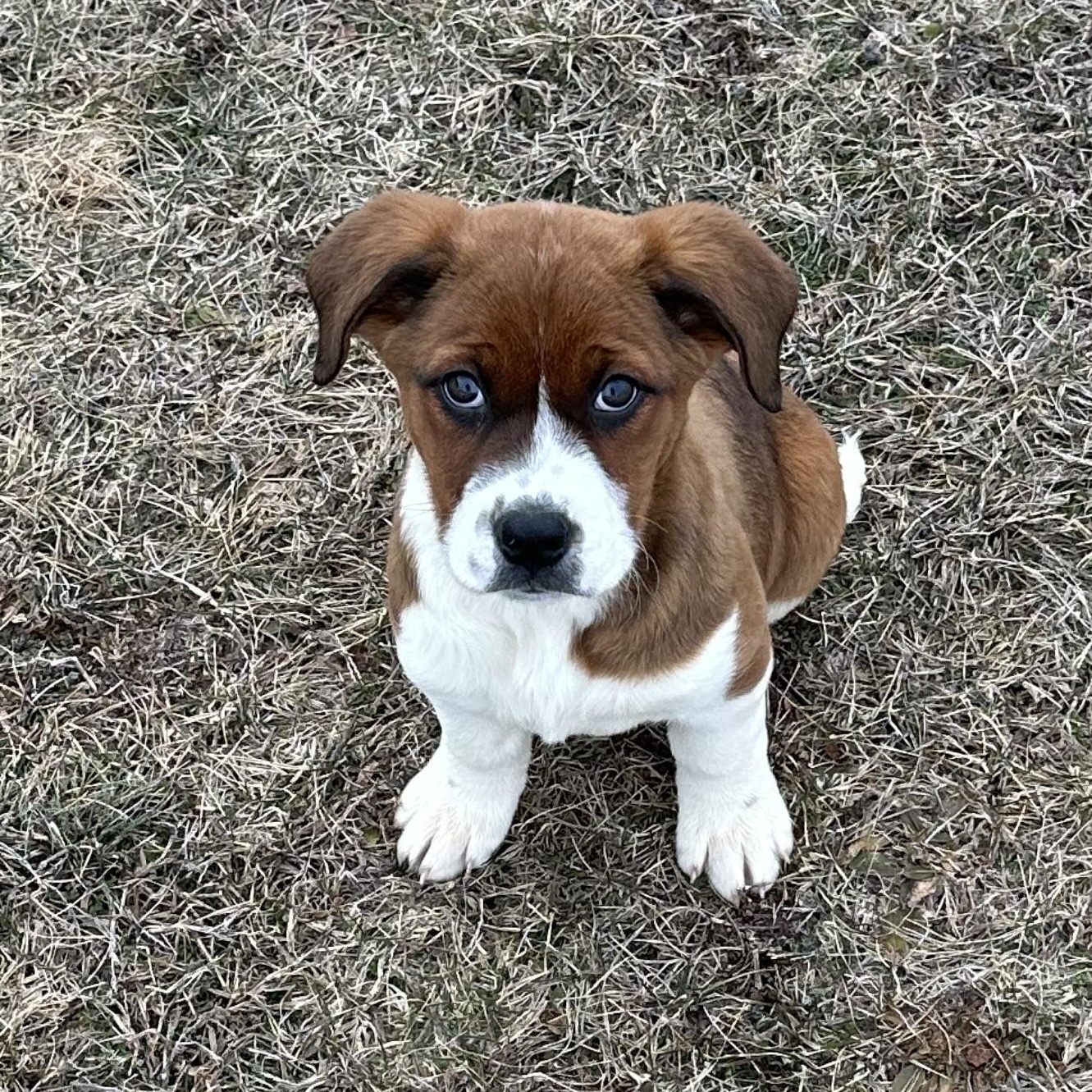 Pudding, adopted, Puppy Female Hound.