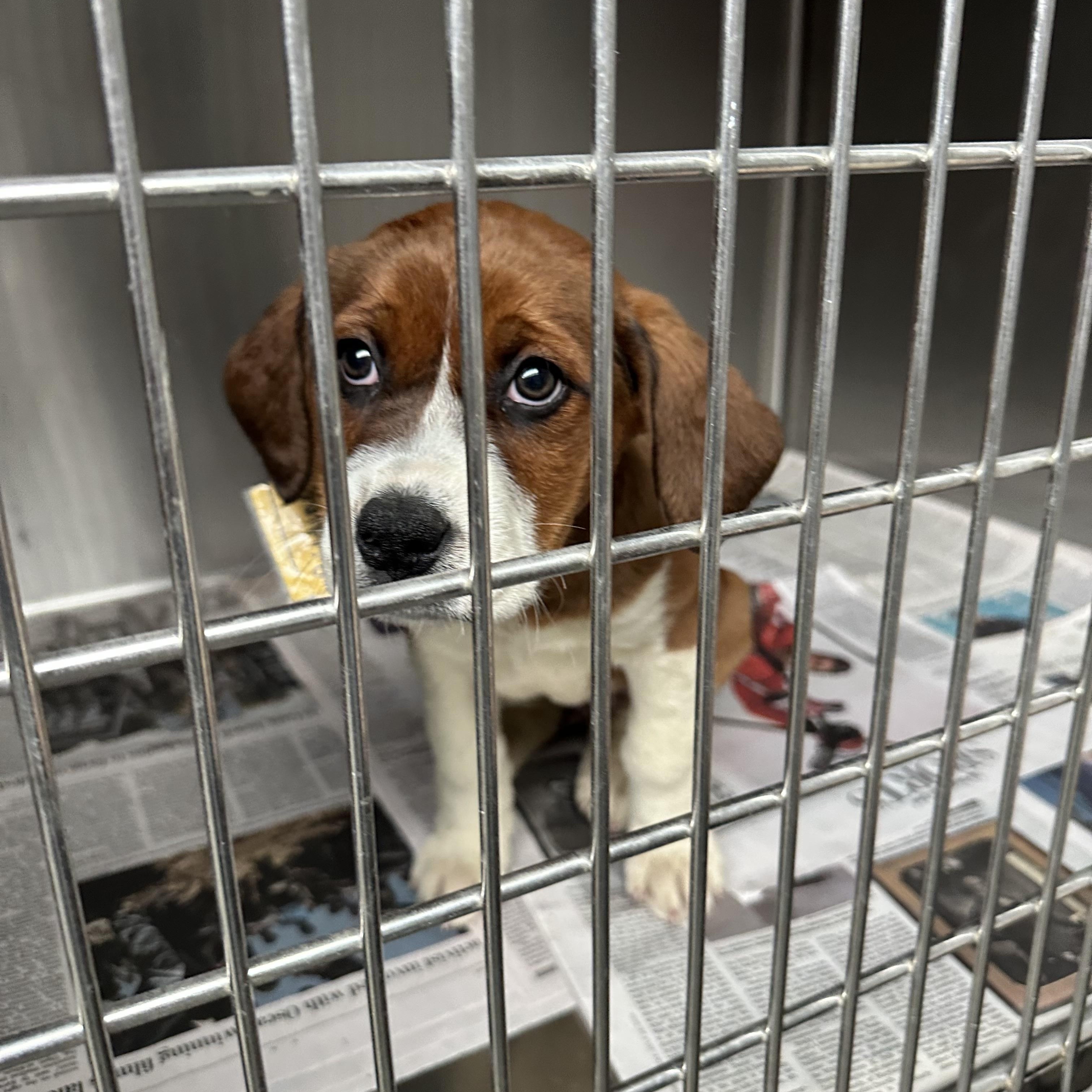 Enlarge Pudding, an adopted mixed breed in Columbia, MD image 3/6