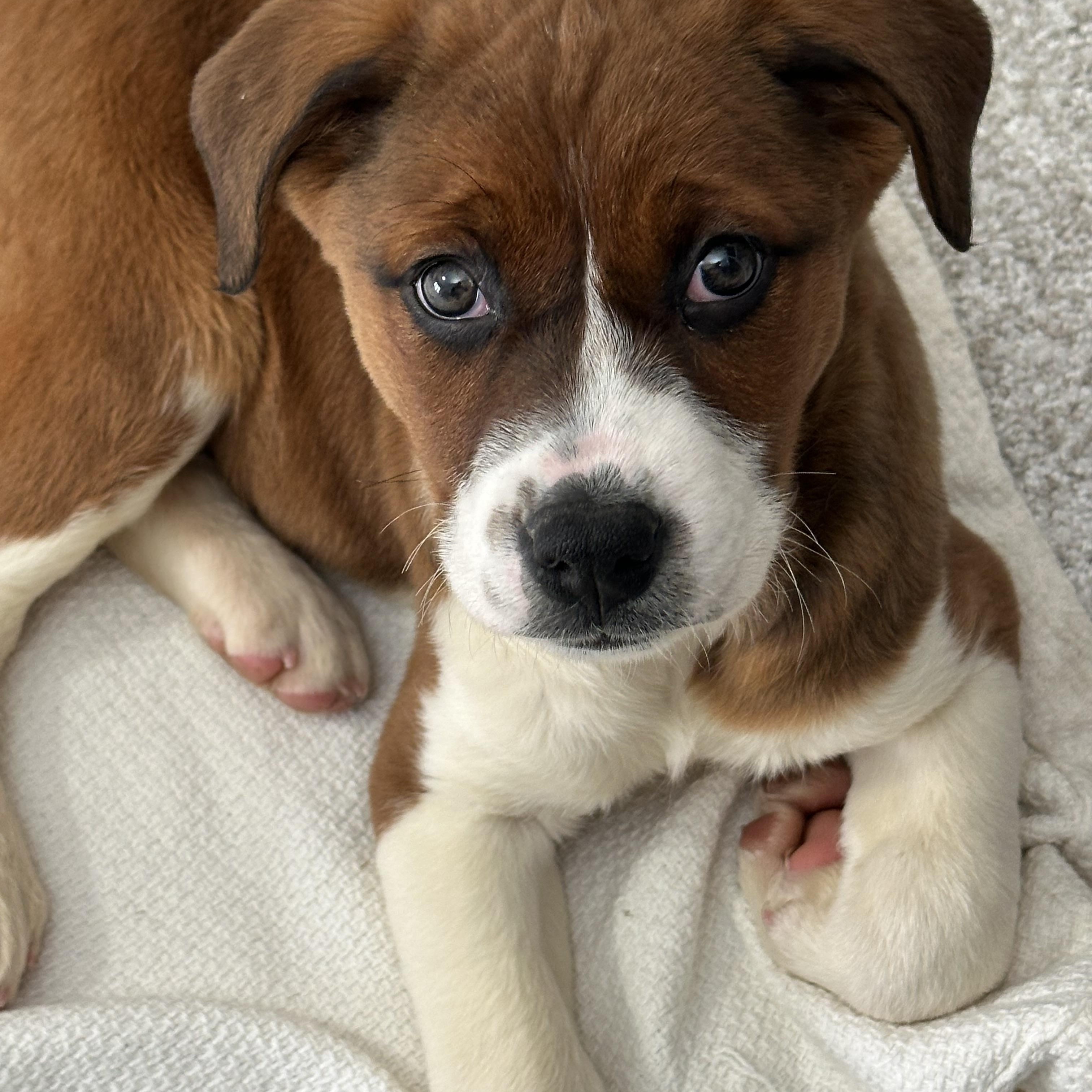 Enlarge Pudding, an adopted mixed breed in Columbia, MD image 2/6