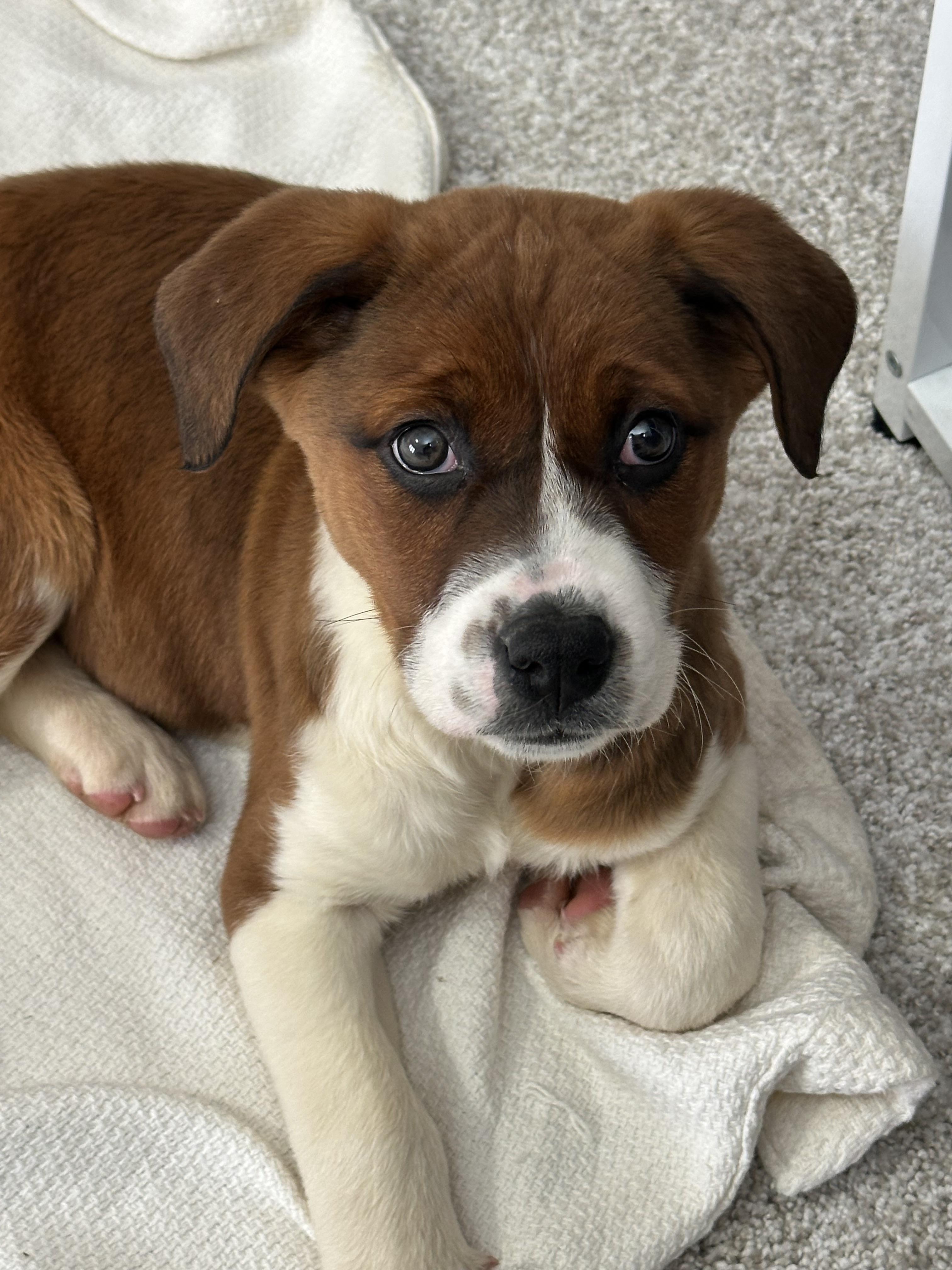 Enlarge Pudding, an adopted mixed breed in Columbia, MD image 6/6