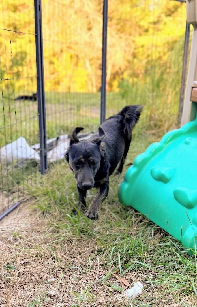Enlarge TOBY, a Adoptable mixed breed in Fosters, AL image 6/6