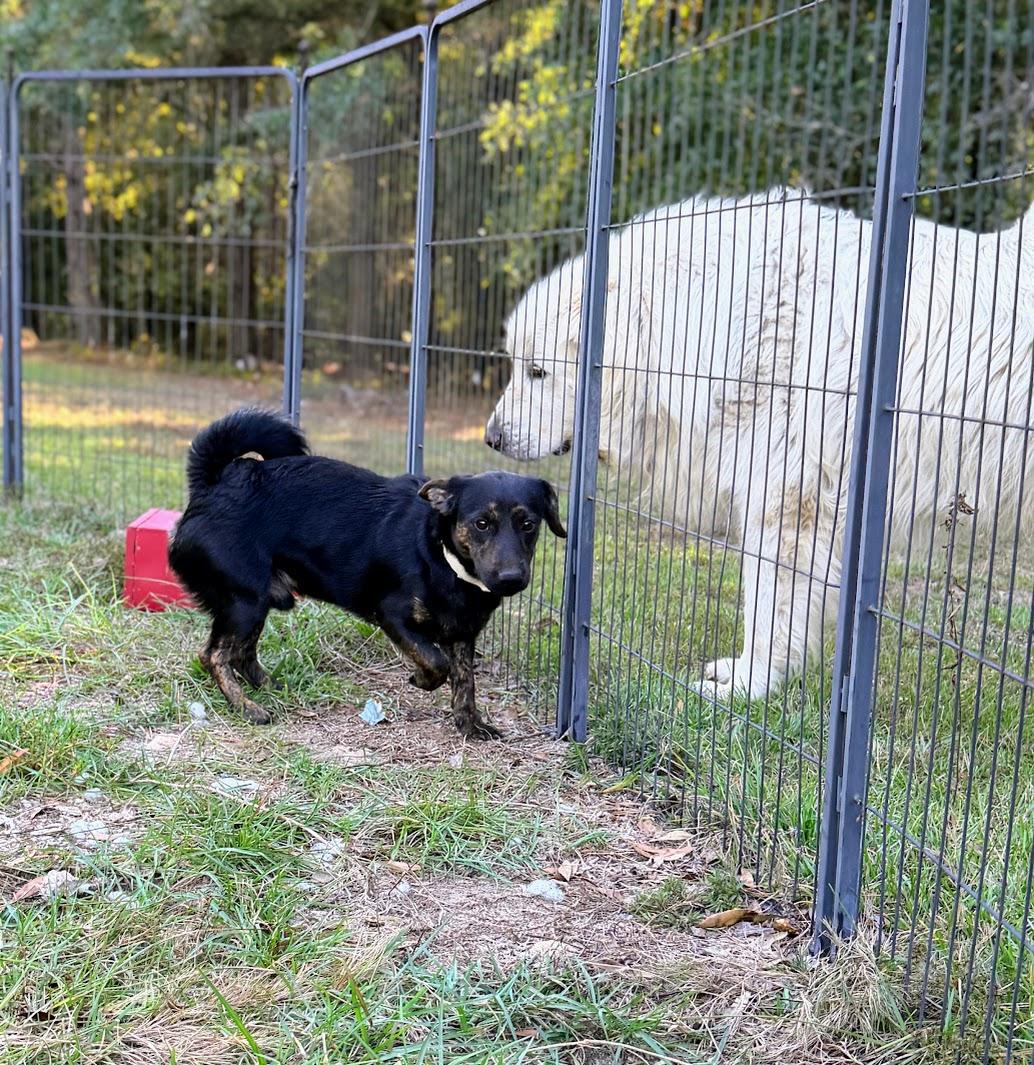 Enlarge TOBY, a Adoptable mixed breed in Fosters, AL image 3/6